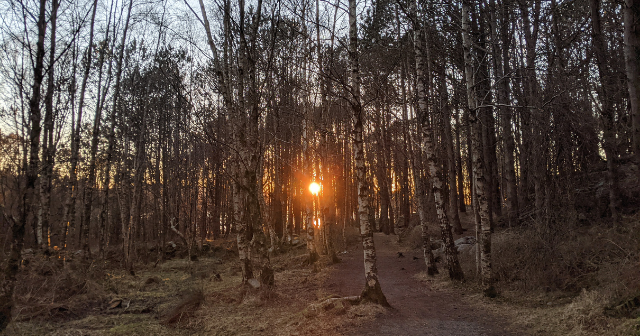 Foto de uma floresta na Noruega