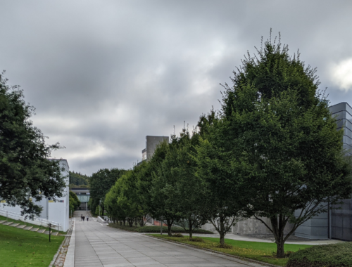 Campus da Universidade cheio de árvores